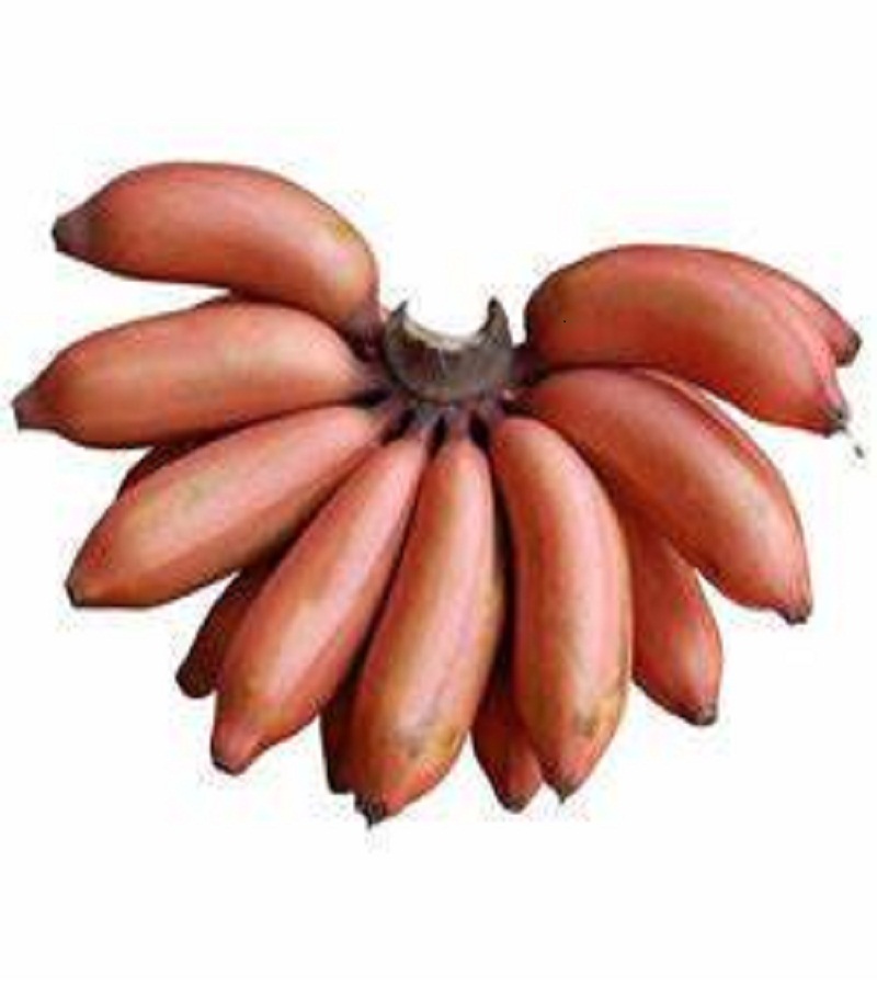 செவ்வாழைப்பழம் / Red banana